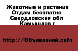 Животные и растения Отдам бесплатно. Свердловская обл.,Камышлов г.